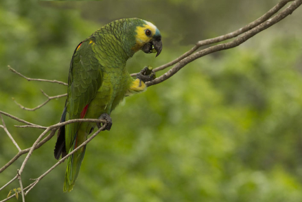 Loro-hablador.jpg