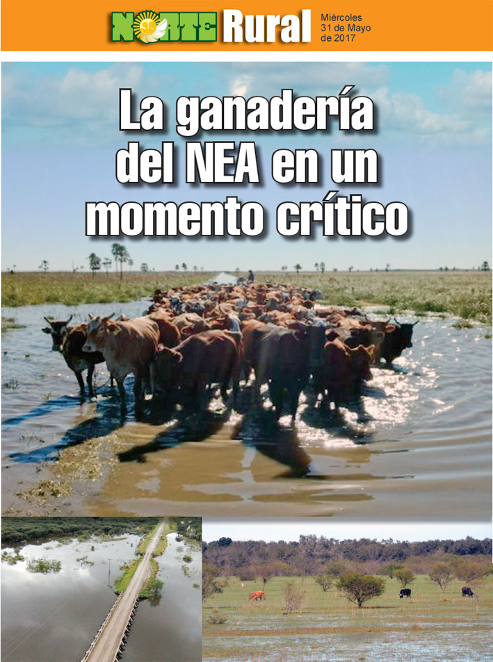 La ganadería del NEA en un momento crítico