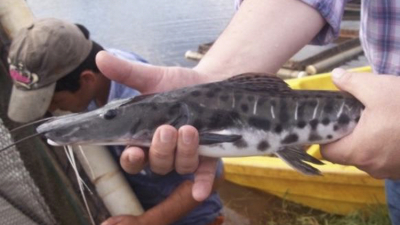 Corrientes y Chaco protegen un inusitado cardumen de surubíes detectado en el río Paraná
