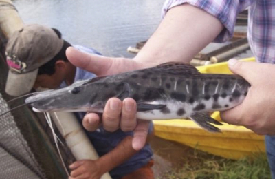 Corrientes y Chaco protegen un inusitado cardumen de surubíes detectado en el río Paraná