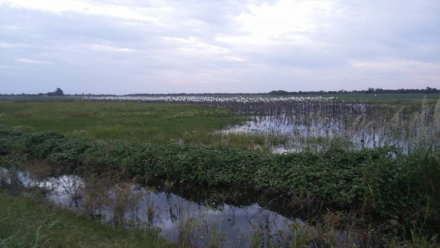 campo.jpg