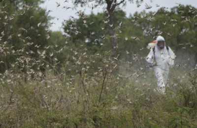 Langostas: definen que no hay riesgo de grandes devastaciones de cultivos