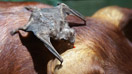 murcielago.jpg