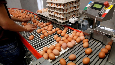 huevos.jpg