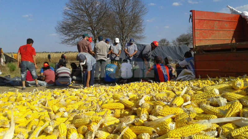 Organizaciones campesinas y sociales cosecharon maíz en semillero comunitario