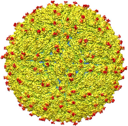 VIRUS-ZIKA-ESTRUCTURA-X-CRI.jpg
