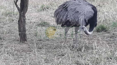 El ave más grande de América del Sur está en el zoo de Sáenz Peña