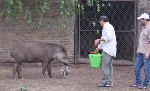 tapir y bebe.jpg
