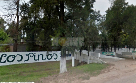 pinos.jpg