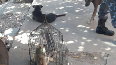Pusieron a resguardo a un mono carayá que encontraron en una casa