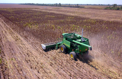 La cosecha de girasol avanza con rindes variados y condicionada por el clima