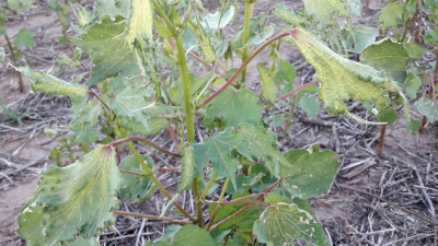 Más de 150 hectáreas de algodón dañadas por poderoso pesticida en Los Frentones