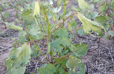 Más de 150 hectáreas de algodón dañadas por poderoso pesticida en Los Frentones