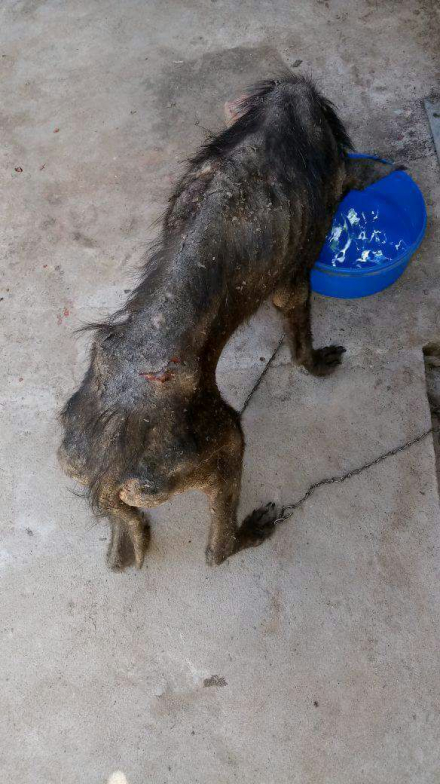 perrito 3.jpg