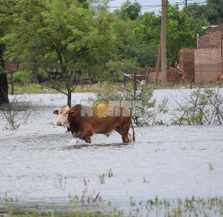 vaca inundacion.jpg