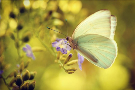 mariposa.jpg
