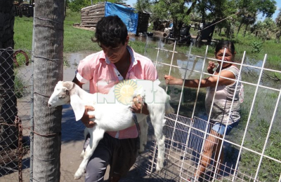 “Esta vez llegó de golpe el agua”, el lamento de perder animales por la crecida