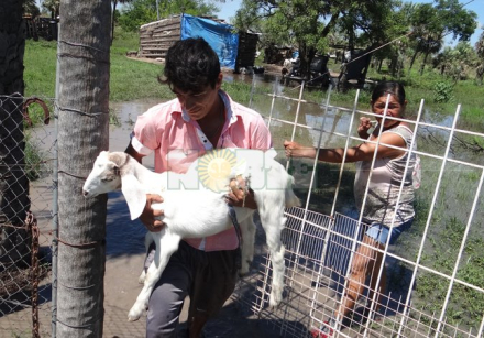 Vilelas-crecida animales.jpg