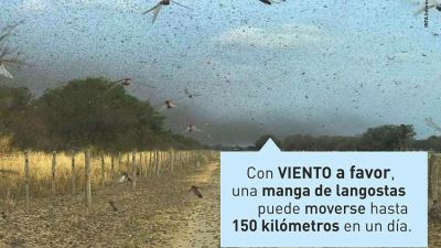Alerta fitosanitaria: resurge la langosta y amenaza al agro