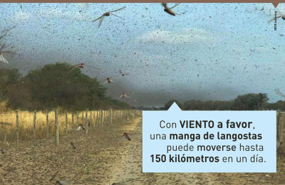 Alerta fitosanitaria: resurge la langosta y amenaza al agro