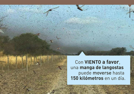langosta 6.jpg