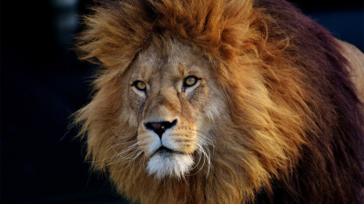 Proteger a los grandes felinos en el Día Mundial de la Vida Silvestre