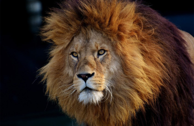 Proteger a los grandes felinos en el Día Mundial de la Vida Silvestre