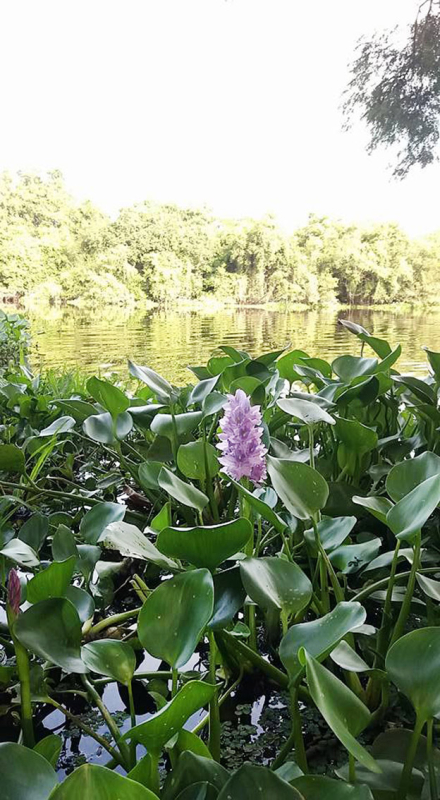 flor-acuatica.jpg