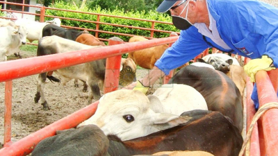 Cerca del 80% de animales del departamento Maipú fueron vacunados contra la fiebre aftosa