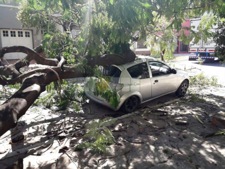 arbol5.jpg