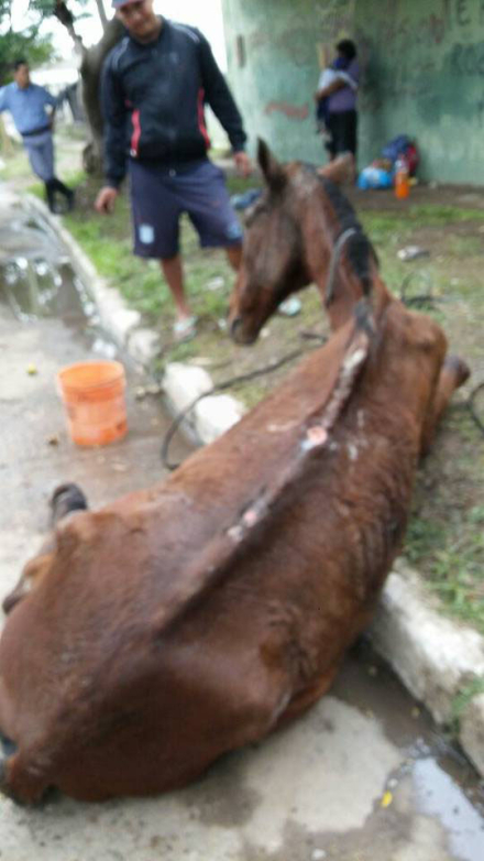 caballo 2.jpg