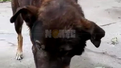 El perro atacado por un Rottweiler se llama Toby y se recupera favorablemente