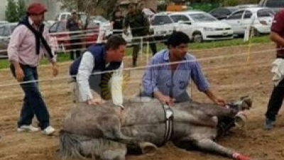 Abogados animalistas pidieron que se prohíban las carreras ilegales