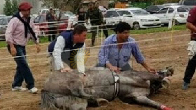 Abogados animalistas pidieron que se prohíban las carreras ilegales