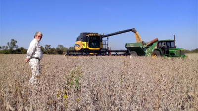 El Chaco ya cosechó 475.000 hectáreas de soja