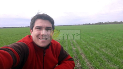 Trigo: menos hectáreas pero mayor calidad