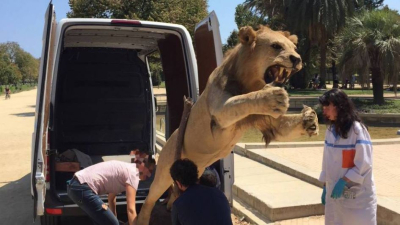 Una española intentó vender en internet un león disecado
