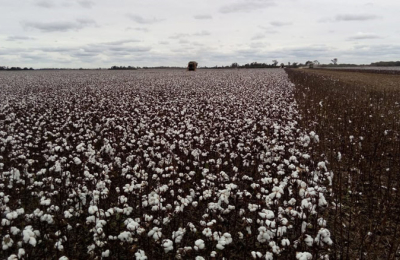 Algodón: el Chaco igualó la superficie pero con una tonelada menos de rinde por hectárea