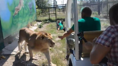 El león más cariñoso del mundo