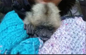 monito caraya 2.jpg