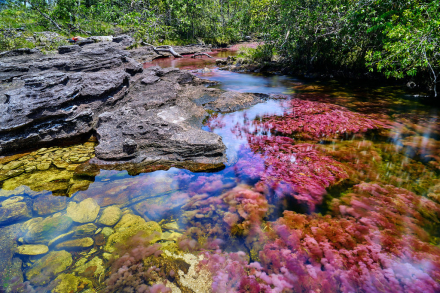 Viajes - Colombia - Caño Cristales.jpg