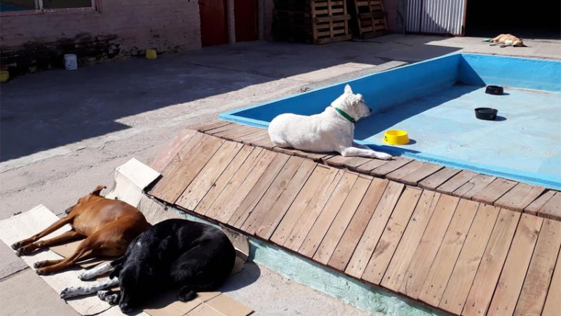 Huellas Caninas lanza Sorteo por el Día de la Madre