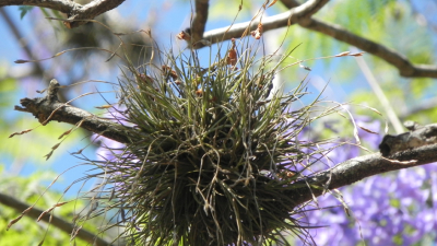 La belleza del Clavel del Aire convertida en una plaga que amenaza a nuestros árboles