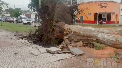 Desalentador panorama en Charata tras la tormenta: cayeron árboles, postes, hay evacuados y continúa el alerta