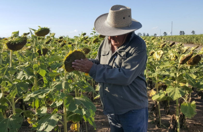El Chaco hacia al récord en intención de siembra