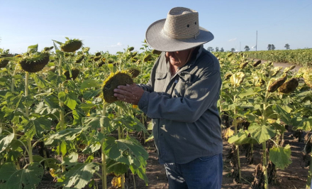 58PRODUCTOR-GIRASOL.jpg