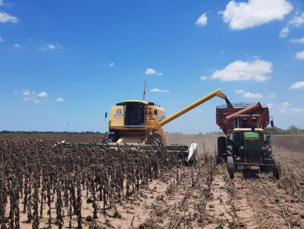 GIRASOL-EN-MARCHA.jpg