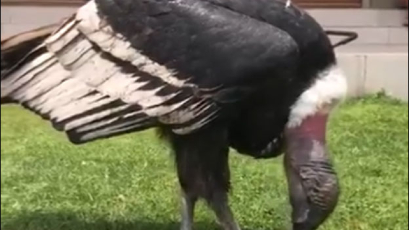 Dos cóndores les robaron la carne para el asado