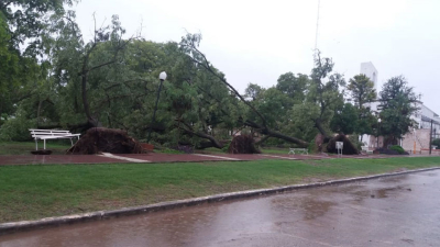 Du Graty: vientos y lluvias provocaron caída de árboles y postes de luz