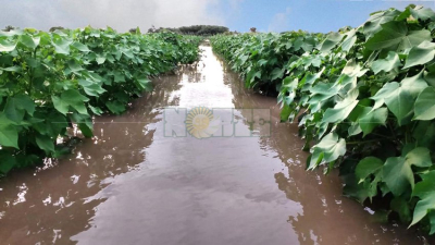 Federación Agraria aborda hoy la crítica situación producto de las precipitaciones